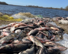 Чим хворіє риба у Дніпрі: фахівці розповіли про епізоотологічну ситуацію у Кам&#039;янському водосховищі