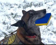 Собаки-герої України: як бельгійська вівчарка Спаркі з Дніпропетровщини рятує, лікує та шукає загиблих 