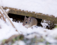 Крижана кірка та морози: як зимова негода на Дніпропетровщині змінила життя гризунів на посівах