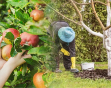 Що посадити біля яблуні, щоб збільшити врожайність - поради досвідчених садоводів