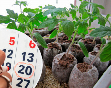 Коли сіяти помідори у 2026 році: календар для мешканців Дніпропетровщини