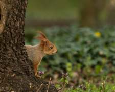 Чи повернуться заморозки: прогноз погоди у Кам’янському на суботу та неділю 25–26 квітня