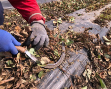 Садівник обрізає старе листя на кущі полуниці садовим секатором.