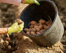 Урожай за графіком: коли та як садити картоплю на Дніпропетровщині у 2026 році