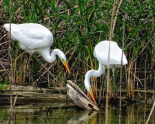 На водоймах Дніпропетровщини оселилися зграї різних видів чапель: що кажуть орнітологи