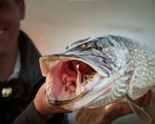  Щука-гігант із Дніпра: рибалка-професіонал похвалився уловом та запустив розіграш супер-приманки