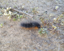 На Дніпропетровщині помітили рідкісну «пухнасту» істоту: що кажуть науковці