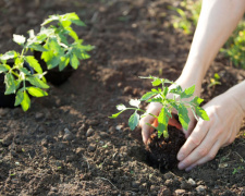Коли садити розсаду у відкритий ґрунт на Дніпропетровщині: поради агрономів на 2026 рік