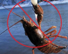 З грудня і до кінця червня: на водоймах Дніпропетровщини забороняють вилов раків через спарювання