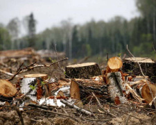 У Кам’янському правоохоронці викрили незаконну вирубку дерев