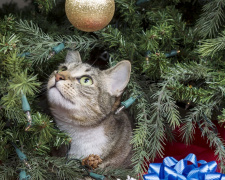 Ми все життя робили це неправильно - як треба вішати новорічні іграшки