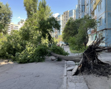 У Кам’янському дерево впало біля житлового будинку: чи є постраждалі