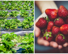 Секрети рекордного врожаю: як правильно доглядати за полуницею навесні на Дніпропетровщині