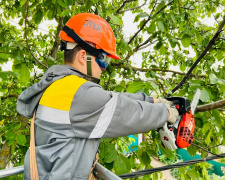 Як безпечно обрізати дерева на подвір’ї: поради для тих, хто хоче зробити це сам