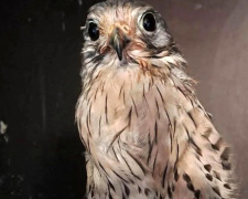 Сокіл-патріот, який атакував дрон окупантів, втратив крило і потребує нашої підтримки