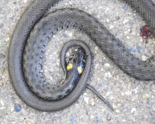 Аномально тепла зима на Дніпропетровщині спричинила масову загибель плазунів