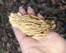 На Дніпропетровщині знайшли дивогриб, який виглядає як прибулець з океану - ФОТО