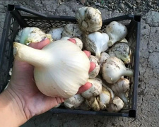 Часник розміром з кулак: що зробити восени, щоб зібрати рекордний урожай