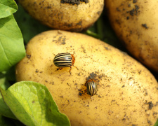 Навала колорадського жука 2026: чим терміново обробити картоплю на Дніпропетровщині