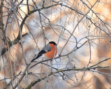 Червоногруді гості: чому на Дніпропетровщину після тривалої перерви повернулися снігурі