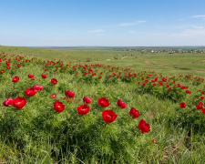 масове цвітіння рідкісної півонії вузьколистої