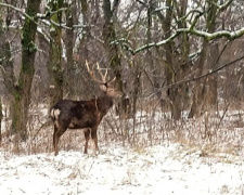 У заповідних лісах Дніпропетровщини живуть «японські самураї» - ФОТОФАКТ