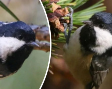 Маленький хижак у лісах Дніпропетровщини: чому синиця чорна привертає увагу дослідників