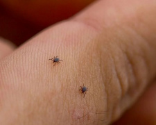 Сезон кліщів 2026 відкрито: де у Кам'янському найбільша небезпека та куди нести паразита після укусу