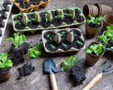 Як почати вирощувати розсаду вдома: поради для новачків