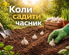 Коли садити озимий часник у 2026 році: найкращі строки для Дніпропетровської області