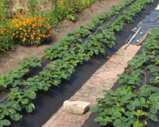 Рекордний врожай полуниці на Дніпропетровщині: що обов’язково потрібно зробити на грядках у березні та квітні