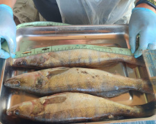 На Кам’янському водосховищі перевіряють здоров’я риби