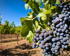 Що посадити біля винограду: список «друзів» та «ворогів» для дачників Дніпропетровщини