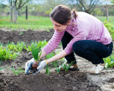 Подвойте свій врожай: золоті правила сусідства рослин для городників Дніпропетровщини у 2026 році