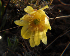 Золото степів під загрозою: на Дніпропетровщині помітили рідкісну червонокнижну рослину