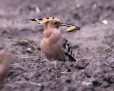 Птахи з «короною» на голові: на Дніпропетровщині зафільмували одудів - рідкісних гостей з Африки