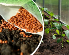 Секрети раннього врожаю на Дніпропетровщині: що обов’язково треба встигнути посадити у березні та квітні