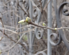 Аномалія в Кам’янському: бузок «прокинувся» перед Новим роком