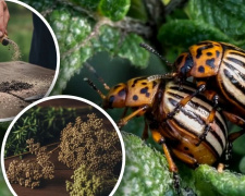 як дачники Дніпропетровщини рятують врожай без хімії