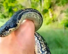 Невдалий рейд на курник: у Кам’янському районі спіймали полоза-ненажеру