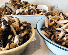 Тихе полювання з перешкодами: у Кам’янському відкрили грибний сезон, але є небезпека