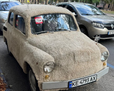 У Дніпрі з’явився «Запорожець-собака»: пухнастий Беляш підкорює серця містян
