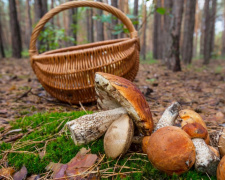 Тихе полювання грибів на людей: на Дніпропетровщині - десятки жертв, серед них - діти