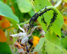 Попелиця знищує врожай