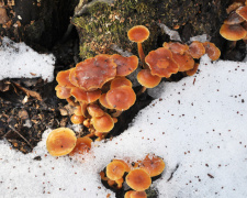 Тихе полювання в морози: які їстівні гриби ростуть на Дніпропетровщині взимку