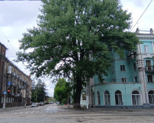 У Кам’янському зростає 125-річна тополя: природна пам’ятка знаходиться у занедбаному стані