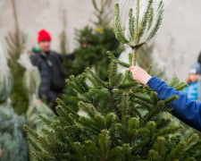 Що робити з ялинкою після свят: корисні ідеї та правила утилізації