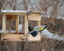 Добра справа, яка може вбити: чим насправді не можна годувати птахів узимку