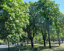 У Кам’янському очікується пік алергії через цвітіння трав та дерев: що робити, щоб не захворіти