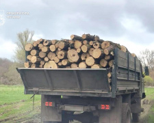Знищували ліс пів року, збитки на 3 мільйони: у Кам’янському районі судитимуть «чорних лісорубів»